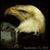 Patricia Donahy's profile image