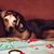 Lori Geraghty Robinson's profile image