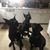 Dawn Fitzgerald-Latham's profile image