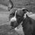 Rocco Wieland's profile image