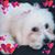 Lisa Queirolo's profile image