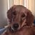 Stacy Cook-Carbaugh's profile image
