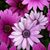 Samantha Black's profile image