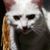 Brinda Woods's profile image