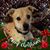 Alicia Devery Shields's profile image