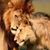 Jessica Goss's profile image