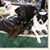 Jibec Sales's profile image