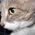 Steve Rhyne's profile image