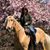 Mirella Cobelli's profile image