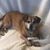 Dawn Imiola DeYoung's profile image