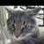 Lori Whitmer's profile image