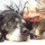 Debbie Sternberg's profile image