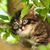 Chris Henze's profile image