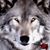 Robin Reynolds's profile image