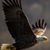 Calvin R. Myers's profile image