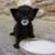 Amanda Stone's profile image