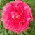 Suzanne Martin's profile image