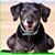 Carol Wiedrick's profile image