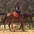 Dianne Simendinger's profile image