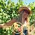 Cindy Garrett's profile image
