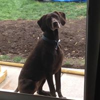 Carol Barnes's profile image