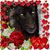 Laurie Corbett's profile image