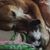 Sassafras Hendrix's profile image