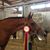 Eloquence Sport Horses's profile image