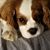 Laurie Kenny's profile image
