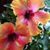 Sandy Musgrove's profile image