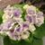 Janet M. Castiglione's profile image