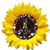 Karen Ellis Cossey's profile image