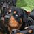 Craig Ver Helst's profile image