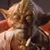 Chris Nelson's profile image