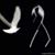 Graciela Elizondo's profile image
