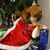 Donna Torres's profile image
