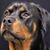 Ion Malancea's profile image