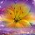 Elizabeth Quinn's profile image