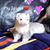 Carissa Sharratt's profile image