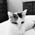 Donna Arena Margherio's profile image
