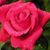 Roszina Young's profile image