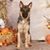 Ruger Bear Bodnar's profile image