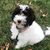 Pam David Sehgal's profile image