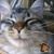 Julie Newman Pecor's profile image