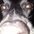 Peter Grine's profile image