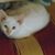 Carol Iwanski's profile image