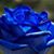Lorrie Emery's profile image