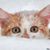 Lynda K Denney's profile image