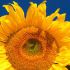 lisa r.'s profile image