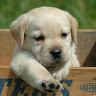 siyi L.'s profile image